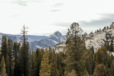 Panoramic view of pine trees against sky