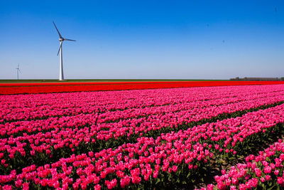 View of flowering plants on field against clear sky