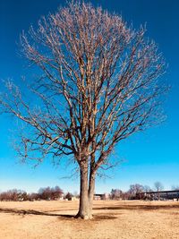 Bare tree on field against clear sky