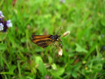 Close-up of butterfly on grass