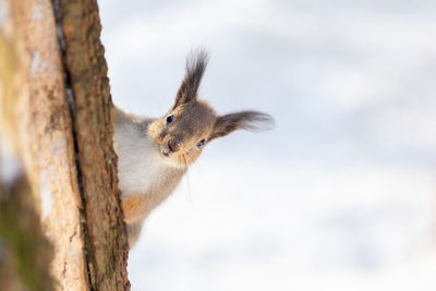 Squirrel sits in snow by tree and eats nuts in winter snowy park. winter color of animal.