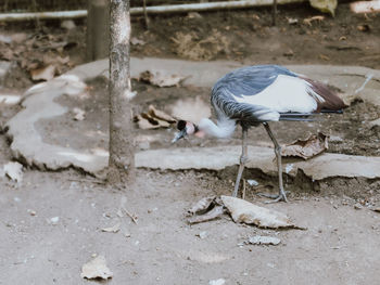 High angle view of seagulls on land