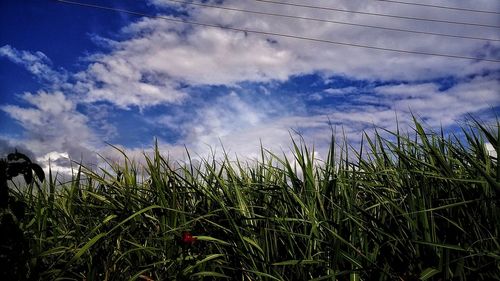 Scenic view of field against cloudy sky
