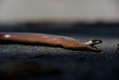 Close-up of a lizard