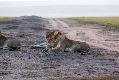 Lionesses relax by a dirt path in the maasai mara