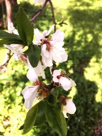 Close-up of fresh flowers blooming on tree