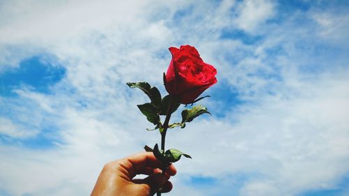 Cropped hand holding red rose against sky