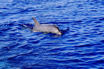 High angle view of duck swimming in sea