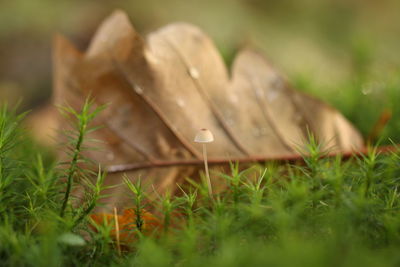 Close-up of fresh green grass