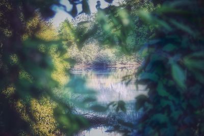 Reflection of trees on water in forest