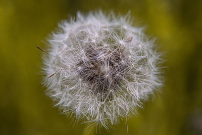 Close-up of dandelion on plant