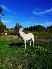 Horse in a field