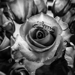 Close-up of rose blooming