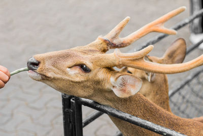 Close-up of deer in zoo