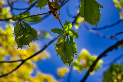 Low angle view of leaves against blue sky