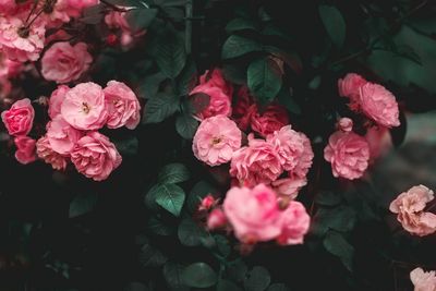 Close-up of pink flowers blooming outdoors