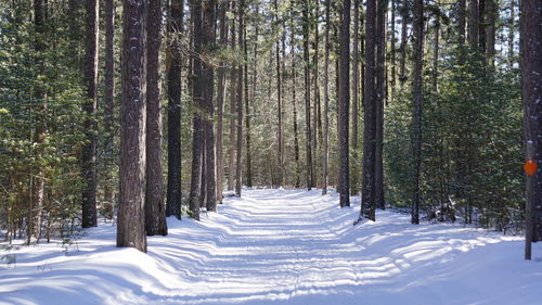 Snow covered trees in forest