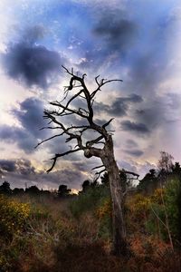 Bare tree against dramatic sky