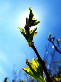 Low angle view of flowering plant against blue sky