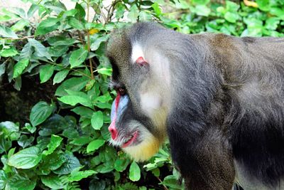 Close-up of monkey eating plant