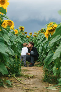 Father and child son are walking in the summer in a field with sunflowers