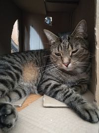 Close-up of a cat resting