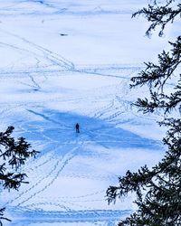 Scenic view of snow covered land and trees