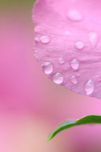 Close-up of wet pink rose flower