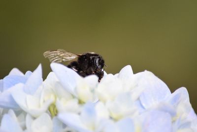 Close-up of insect on white flower