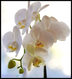 Close-up of orchids