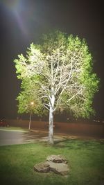 View of trees at night