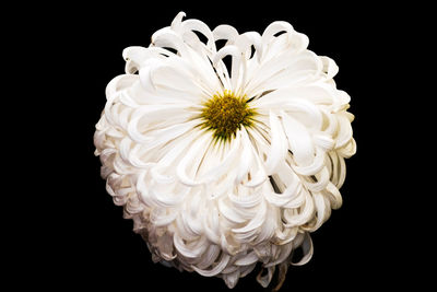 Close-up of white flower against black background