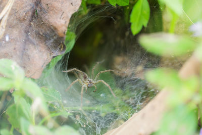 Close-up of spider on web