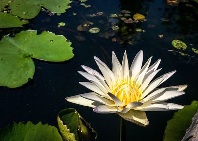 Water lily in lake