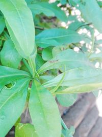 Close-up of fresh green leaves