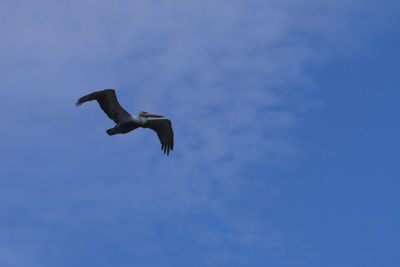 Low angle view of pelican flying against blue sky