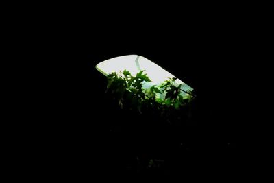 View of plants in the dark