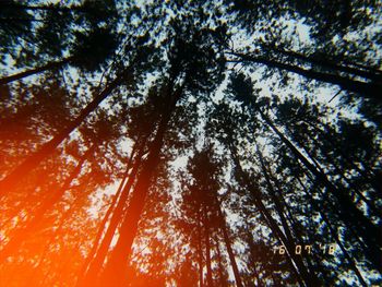 Low angle view of trees