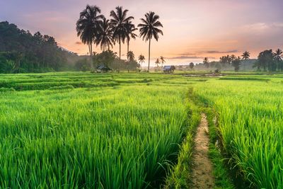 Scenic view of agricultural field against sky during sunset