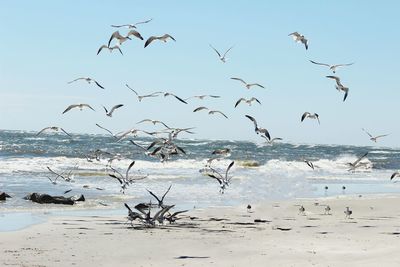 Flock of birds flying at beach against sky