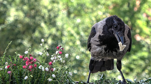 View of bird perching on flower