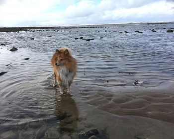 Dog on beach against sky