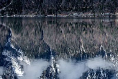 Scenic view of lake in forest