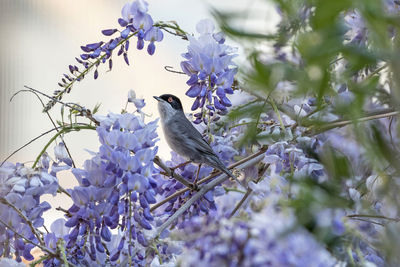 Bird perching on flowering plant