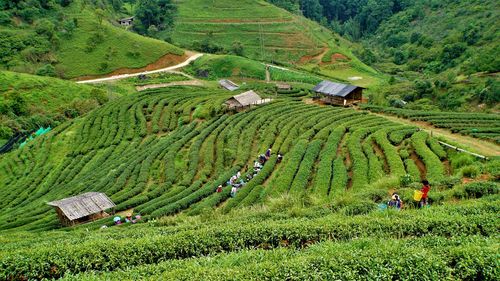 High angle view of terraced field