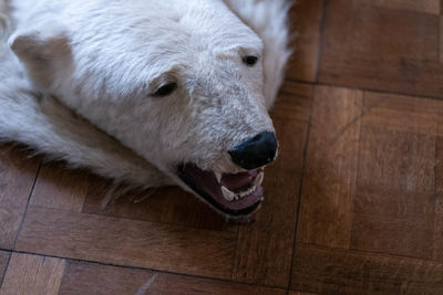 Close-up of a dog