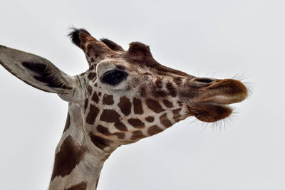 Close-up of giraffe against white background