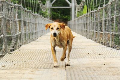 Portrait of dog on footpath