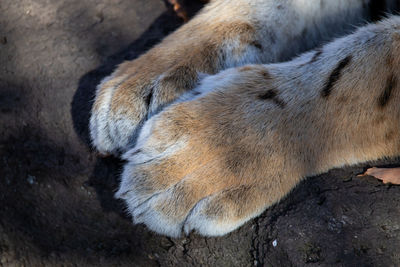 Close-up of dog