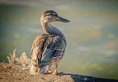 Close-up of a bird